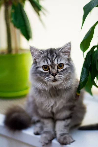 Yavru Kedi Kedi Skoç Düz Lop Eared Kabarık Hayvan — Stok fotoğraf