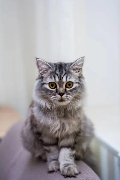 Kattunge Katt Skotska Raka Slokörad Fluffig Djur — Stockfoto