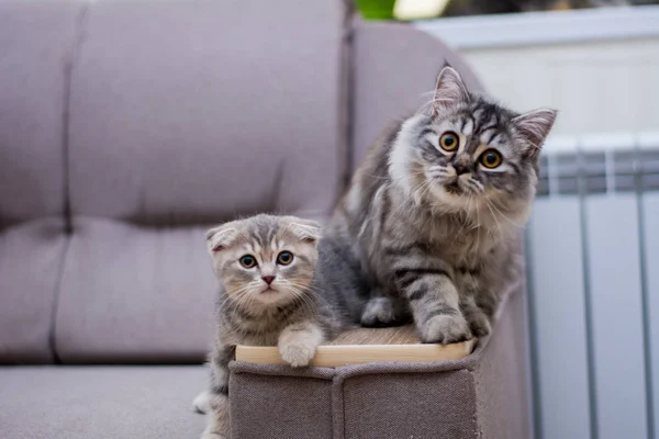 Gatito Gato Escocés Recta Lop Orejas Esponjoso Animal —  Fotos de Stock