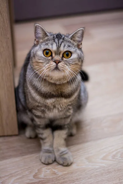 Gatinho Scottish Linha Reta Lop Eared Fofo Animal — Fotografia de Stock