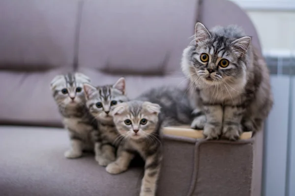 Kitten Cat Scottish Straight Lop Eared Fluffy Animal — Stock Photo, Image