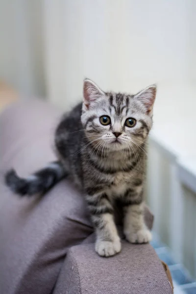 yavru kedi kedi İskoç düz, lop-eared kabarık, hayvan