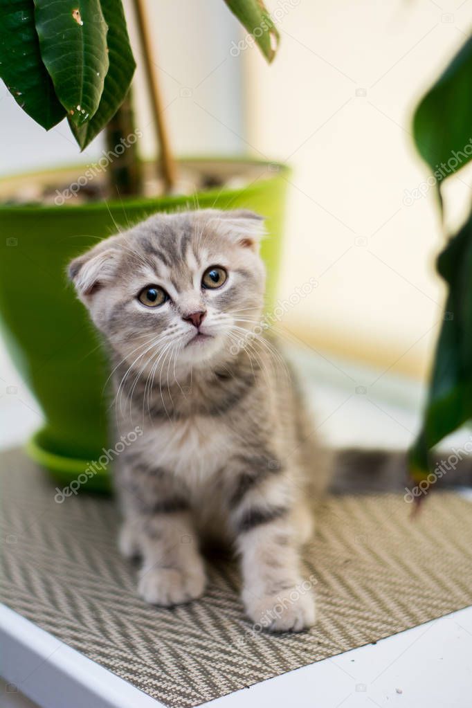 kitten cat scottish straight, lop-eared fluffy, animal