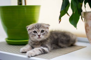 yavru kedi kedi İskoç düz, lop-eared kabarık, hayvan