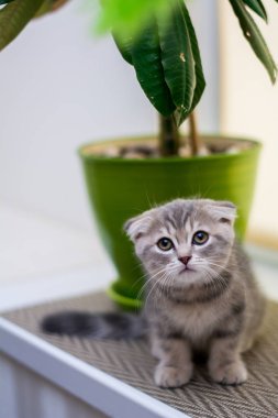 yavru kedi kedi İskoç düz, lop-eared kabarık, hayvan