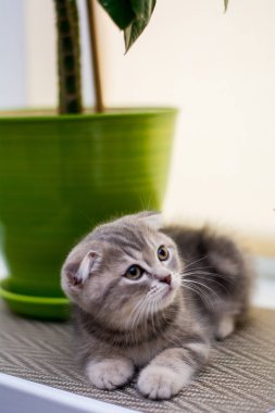 yavru kedi kedi İskoç düz, lop-eared kabarık, hayvan