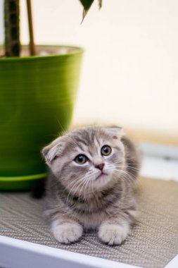 yavru kedi kedi İskoç düz, lop-eared kabarık, hayvan