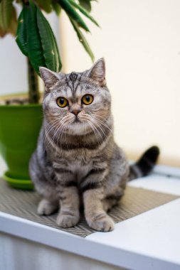 yavru kedi kedi İskoç düz, lop-eared kabarık, hayvan