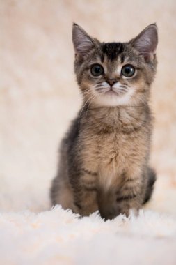 yavru kedi kedi İskoç düz, lop-eared kabarık, hayvan