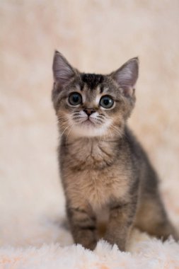 yavru kedi kedi İskoç düz, lop-eared kabarık, hayvan