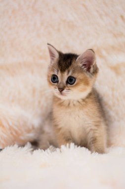 yavru kedi kedi İskoç düz, lop-eared kabarık, hayvan