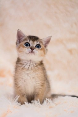 yavru kedi kedi İskoç düz, lop-eared kabarık, hayvan