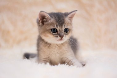 yavru kedi kedi İskoç düz, lop-eared kabarık, hayvan