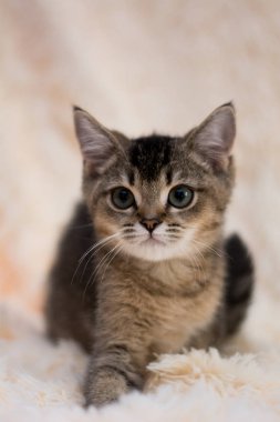 yavru kedi kedi İskoç düz, lop-eared kabarık, hayvan