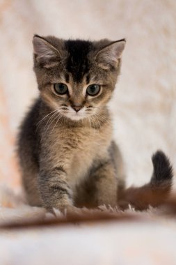 yavru kedi kedi İskoç düz, lop-eared kabarık, hayvan