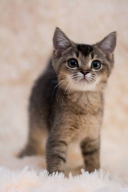 yavru kedi kedi İskoç düz, lop-eared kabarık, hayvan