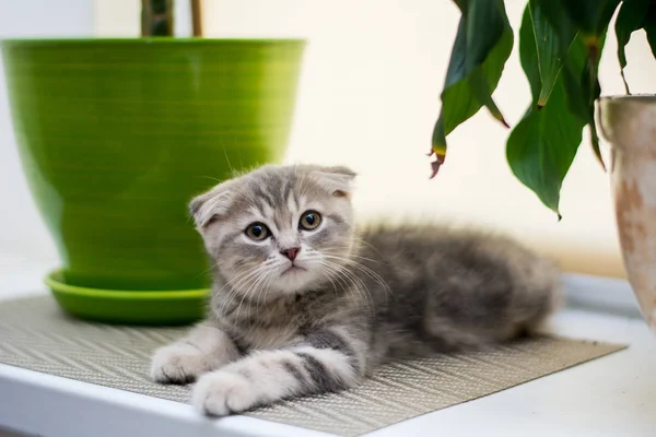 Gatito Gato Escocés Recta Lop Orejas Esponjoso Animal — Foto de Stock