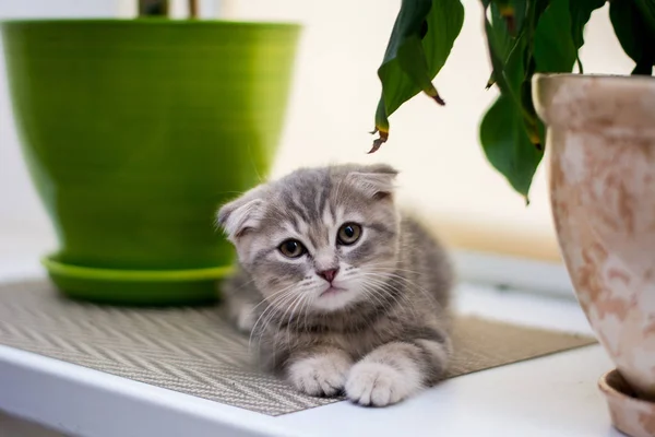 Kätzchen Katze Schottisch Gerade Schlappohr Flauschig Tier — Stockfoto