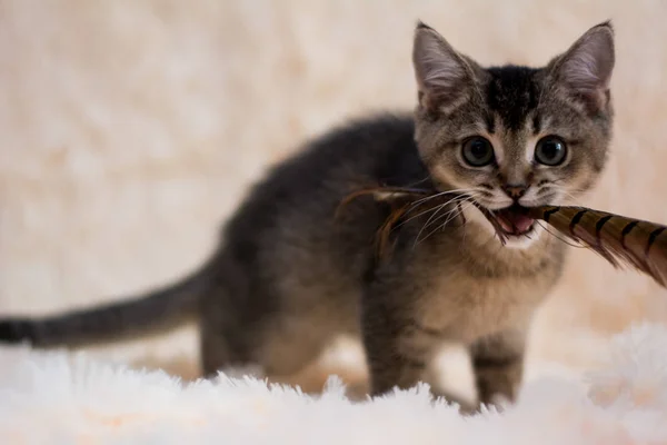 Gattino Gatto Scozzese Dritto Lop Ear Lanuginoso Animale — Foto Stock