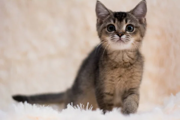 Yavru Kedi Kedi Skoç Düz Lop Eared Kabarık Hayvan — Stok fotoğraf