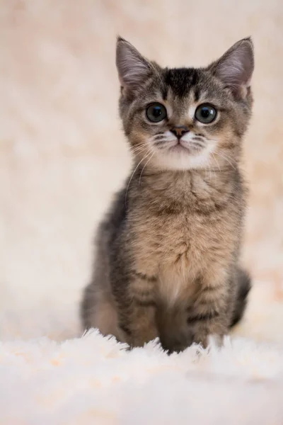 小猫苏格兰直 耳毛绒 — 图库照片