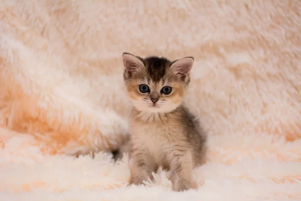 Kätzchen Katze Schottisch Gerade Schlappohr Flauschig Tier — Stockfoto