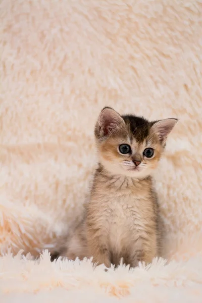 Kätzchen Katze Schottisch Gerade Schlappohr Flauschig Tier — Stockfoto