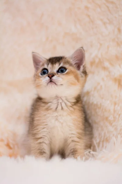 Yavru Kedi Kedi Skoç Düz Lop Eared Kabarık Hayvan — Stok fotoğraf