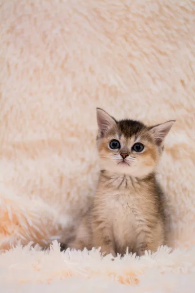 Gatito Gato Escocés Recta Lop Orejas Esponjoso Animal —  Fotos de Stock