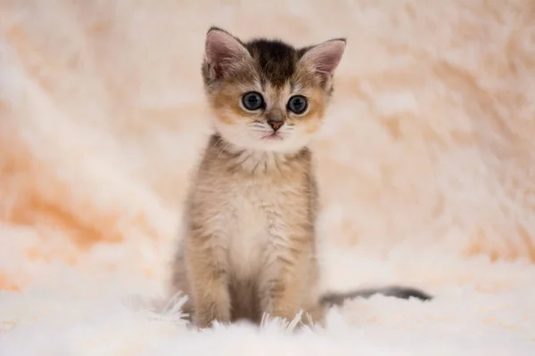 Yavru Kedi Kedi Skoç Düz Lop Eared Kabarık Hayvan — Stok fotoğraf