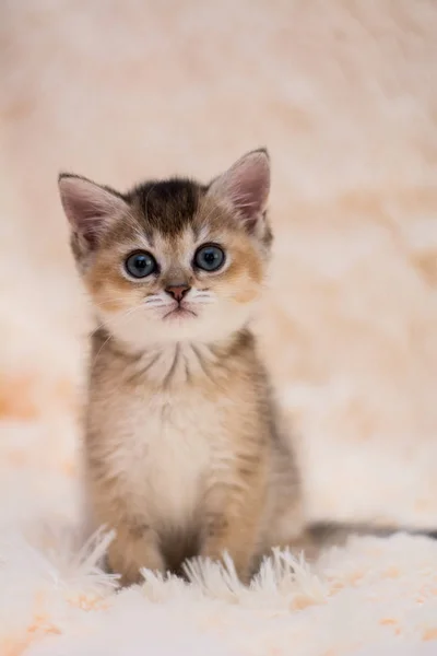 Kitten Cat Scottish Straight Lop Eared Fluffy Animal — Stock Photo, Image