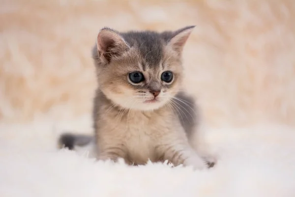 Kitten Cat Scottish Straight Lop Eared Fluffy Animal — Stock Photo, Image