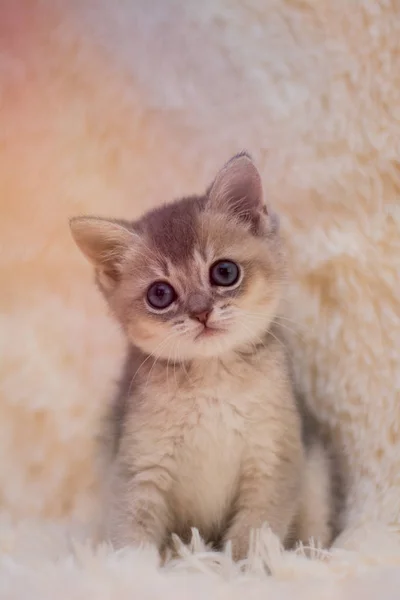 Kätzchen Katze Schottisch Gerade Schlappohr Flauschig Tier — Stockfoto