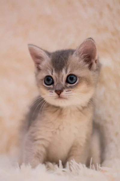 Kätzchen Katze Schottisch Gerade Schlappohr Flauschig Tier — Stockfoto