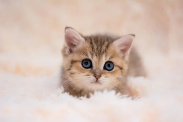 Kätzchen Katze Schottisch Gerade Schlappohr Flauschig Tier — Stockfoto