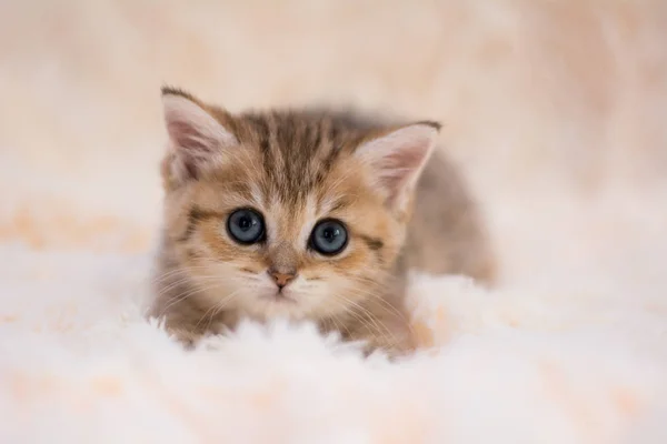 Yavru Kedi Kedi Skoç Düz Lop Eared Kabarık Hayvan — Stok fotoğraf