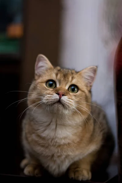 子猫猫スコットランド ストレート スコティッシュフォールドのふわふわ — ストック写真