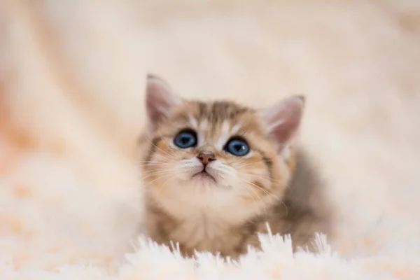 Kätzchen Katze Schottisch Gerade Schlappohr Flauschig Tier — Stockfoto