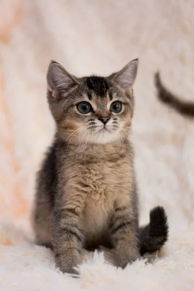 Kattunge Katt Skotska Raka Slokörad Fluffig Djur — Stockfoto