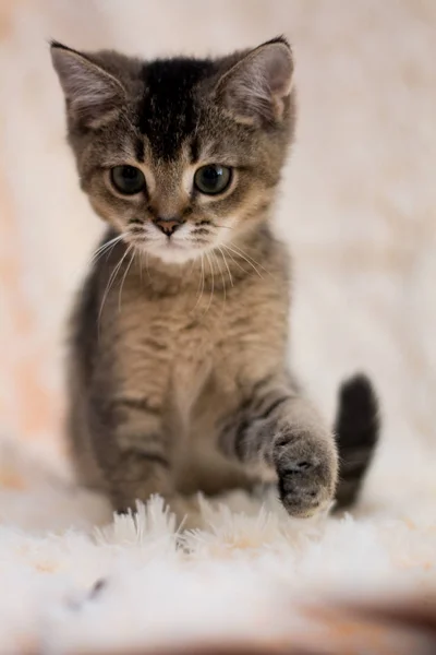 Yavru Kedi Kedi Skoç Düz Lop Eared Kabarık Hayvan — Stok fotoğraf