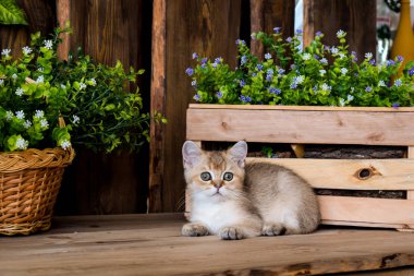 yavru kedi kedi İskoç düz, lop-eared kabarık, hayvan ağaç