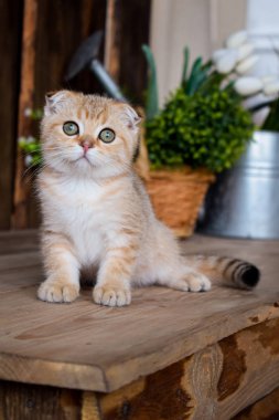 yavru kedi kedi İskoç düz, lop-eared kabarık, hayvan ağaç
