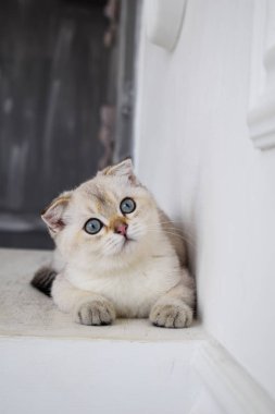 yavru kedi kedi İskoç düz, lop-eared kabarık, hayvan ağaç