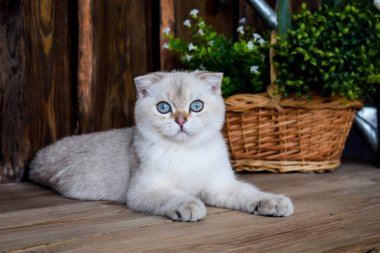 yavru kedi kedi İskoç düz, lop-eared kabarık, hayvan ağaç