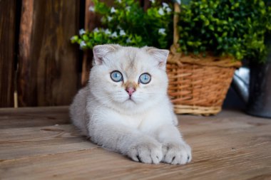 yavru kedi kedi İskoç düz, lop-eared kabarık, hayvan ağaç