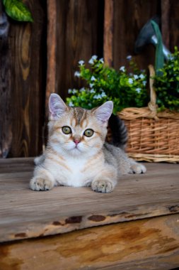 yavru kedi kedi İskoç düz, lop-eared kabarık, hayvan ağaç