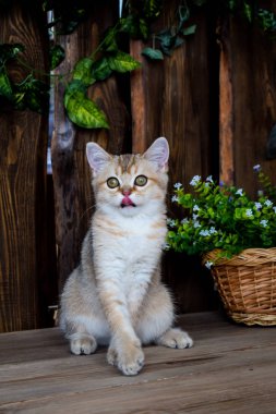 yavru kedi kedi İskoç düz, lop-eared kabarık, hayvan ağaç