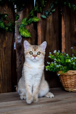 yavru kedi kedi İskoç düz, lop-eared kabarık, hayvan ağaç