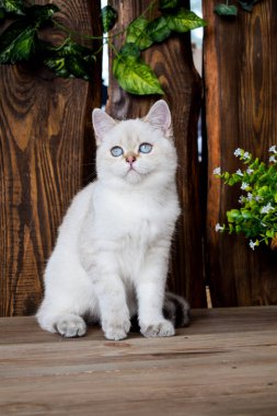 yavru kedi kedi İskoç düz, lop-eared kabarık, hayvan ağaç