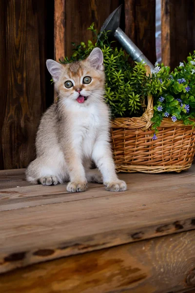 Kattunge Katt Skotska Raka Slokörad Fluffiga Djur Träd — Stockfoto